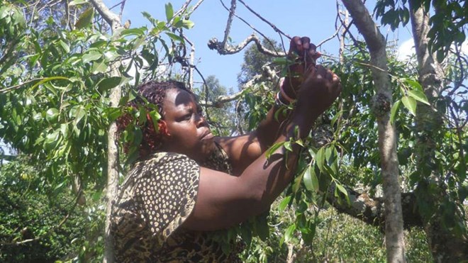 A miraa farmer Ms Jennifer Kathure picks some leaves in her farm in Laare. FILE PHOTO | NMG